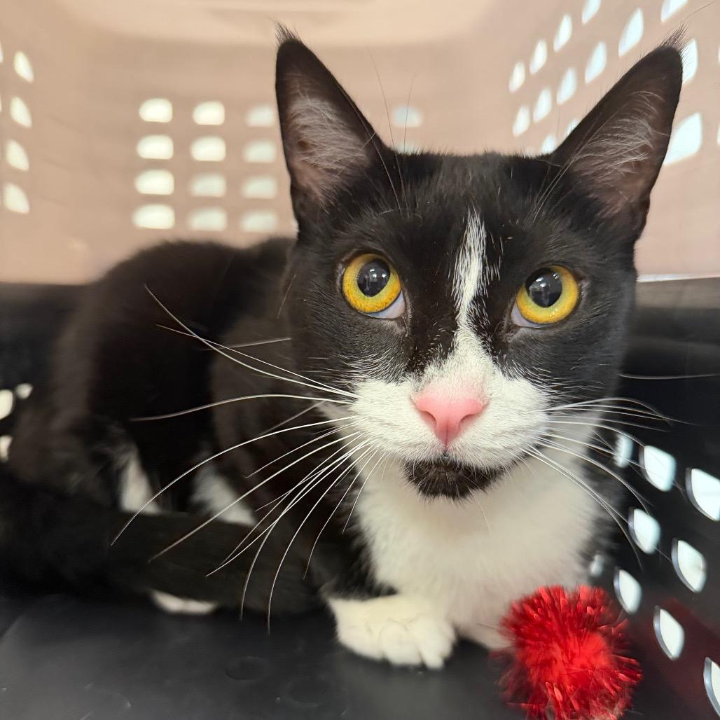 Enlarge Libre, a Adoptable Domestic Short Hair in Sarasota, FL image 6/6