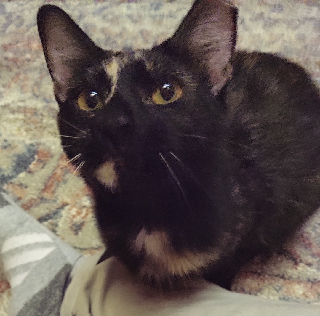 Penelope (Thomas Too Litter), adoptable, Adult Female Domestic Short Hair.