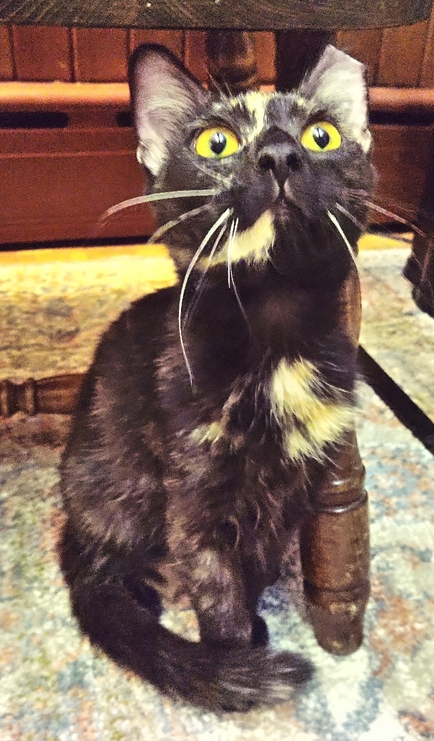 Penelope (Thomas Too Litter), an adoptable Domestic Short Hair in Baltimore, MD image 2/4