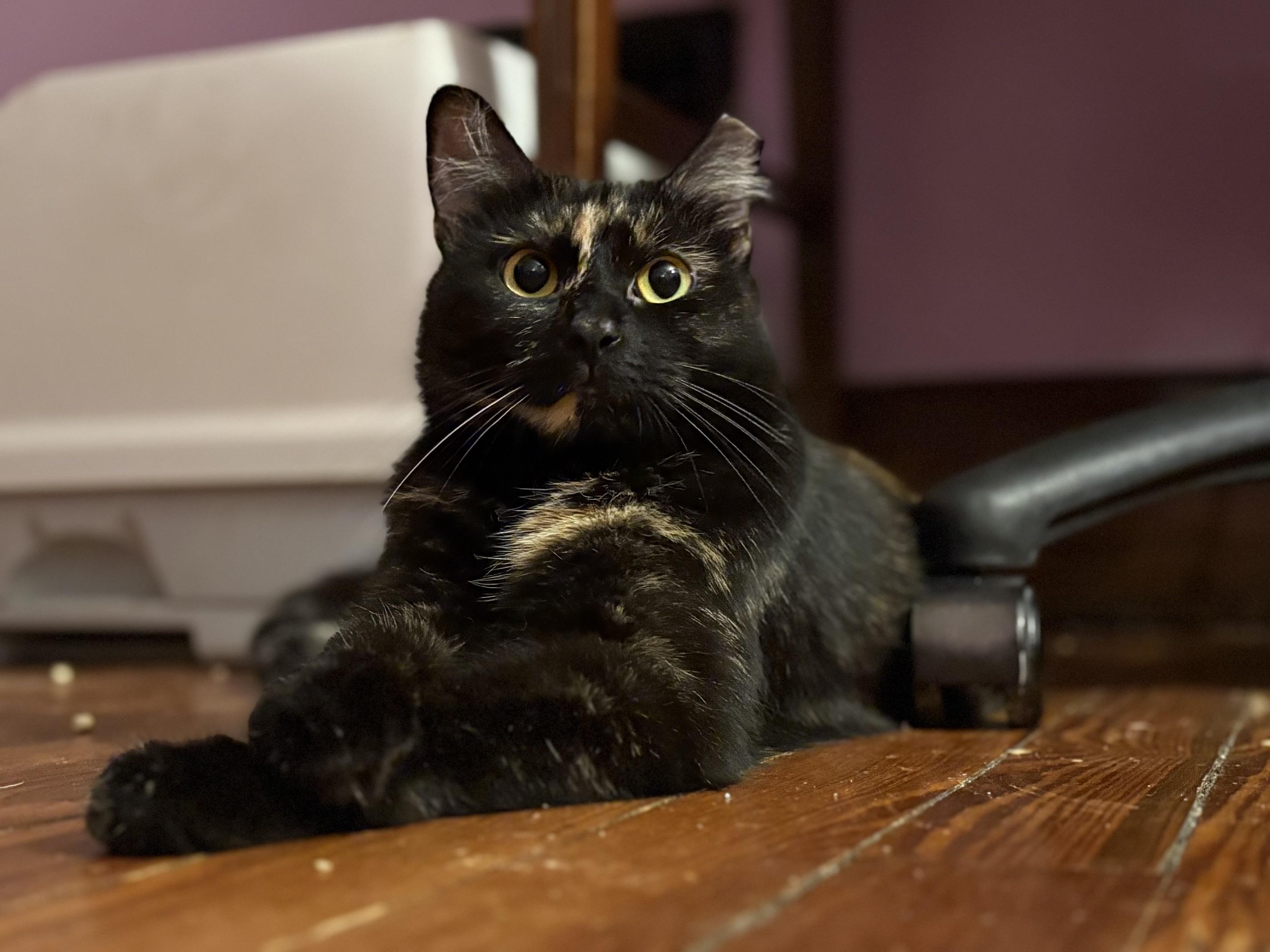 Penelope (Thomas Too Litter), adoptable, Adult Female Domestic Short Hair.