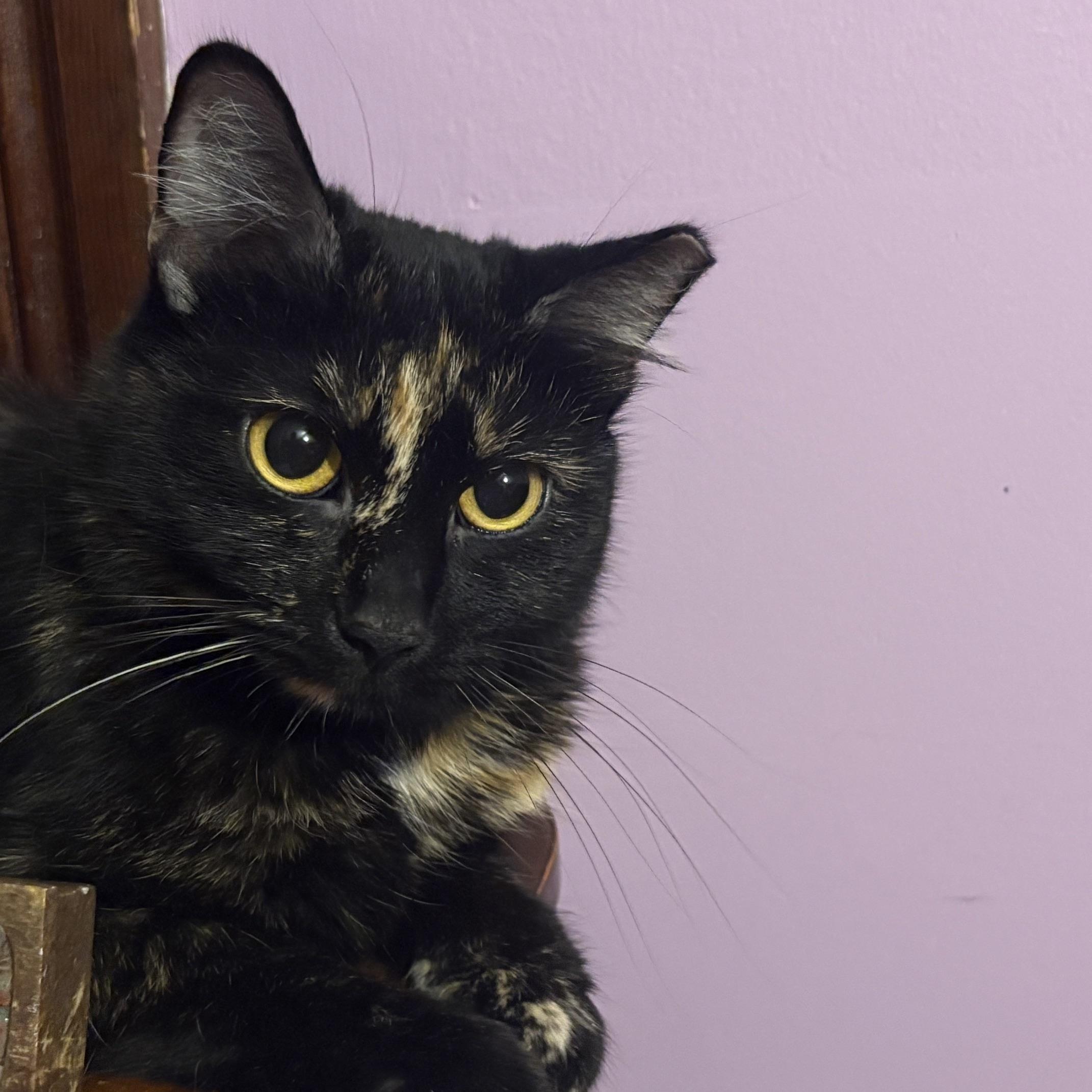 Enlarge Penelope (Thomas Too Litter), an adoptable Domestic Short Hair in Baltimore, MD image 3/6