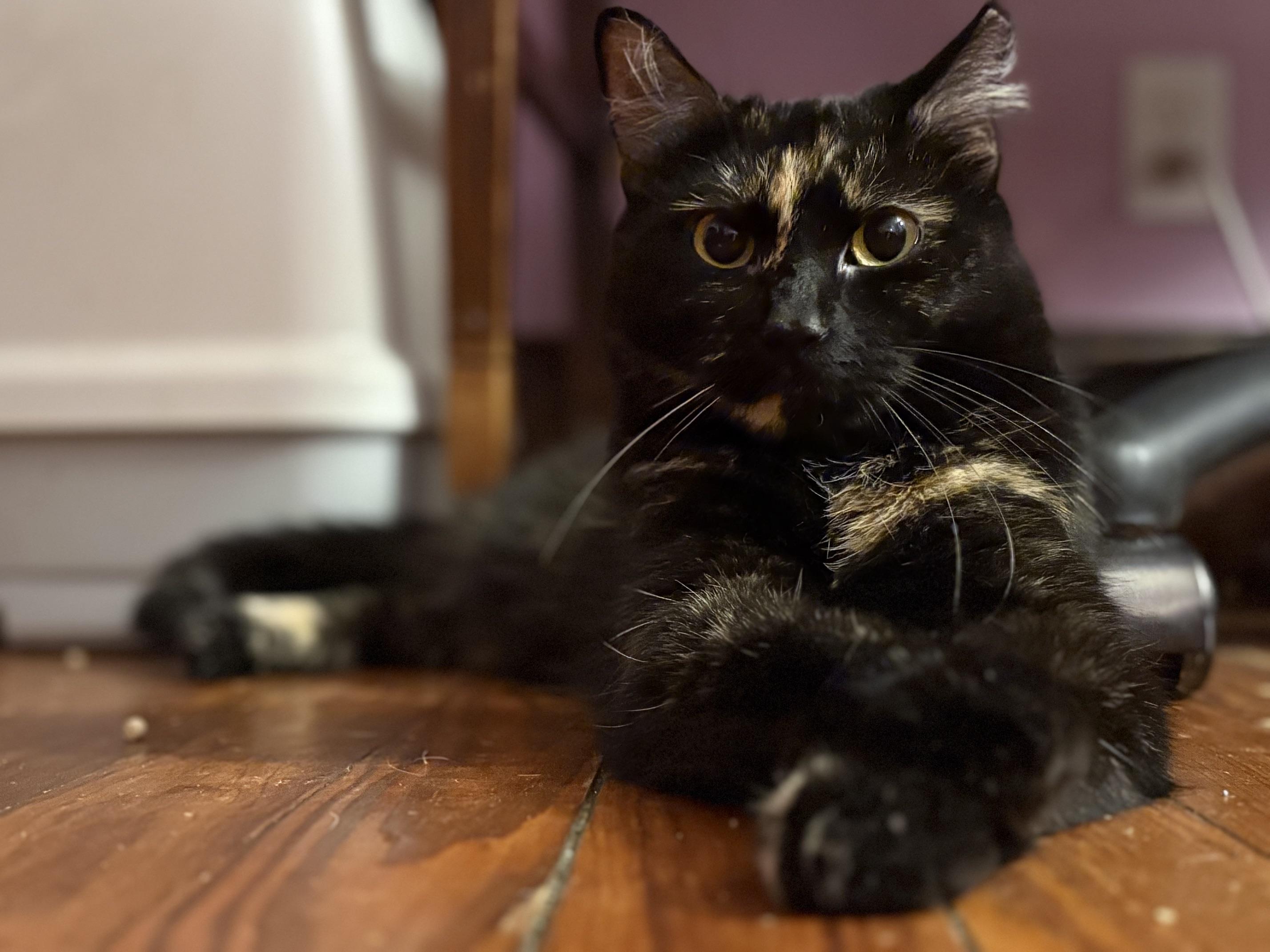 Enlarge Penelope (Thomas Too Litter), an adoptable Domestic Short Hair in Baltimore, MD image 2/6