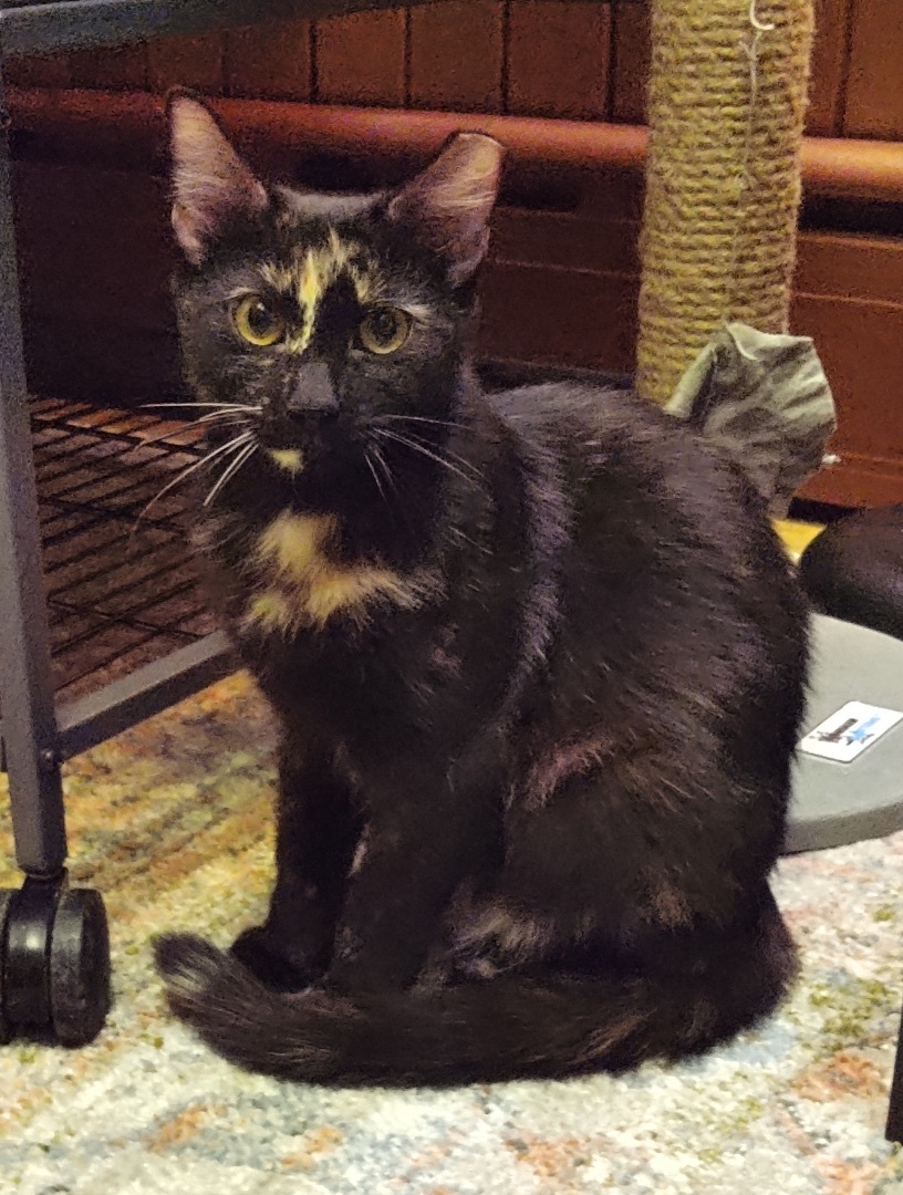 Penelope (Thomas Too Litter), an adoptable Domestic Short Hair in Baltimore, MD image 3/4