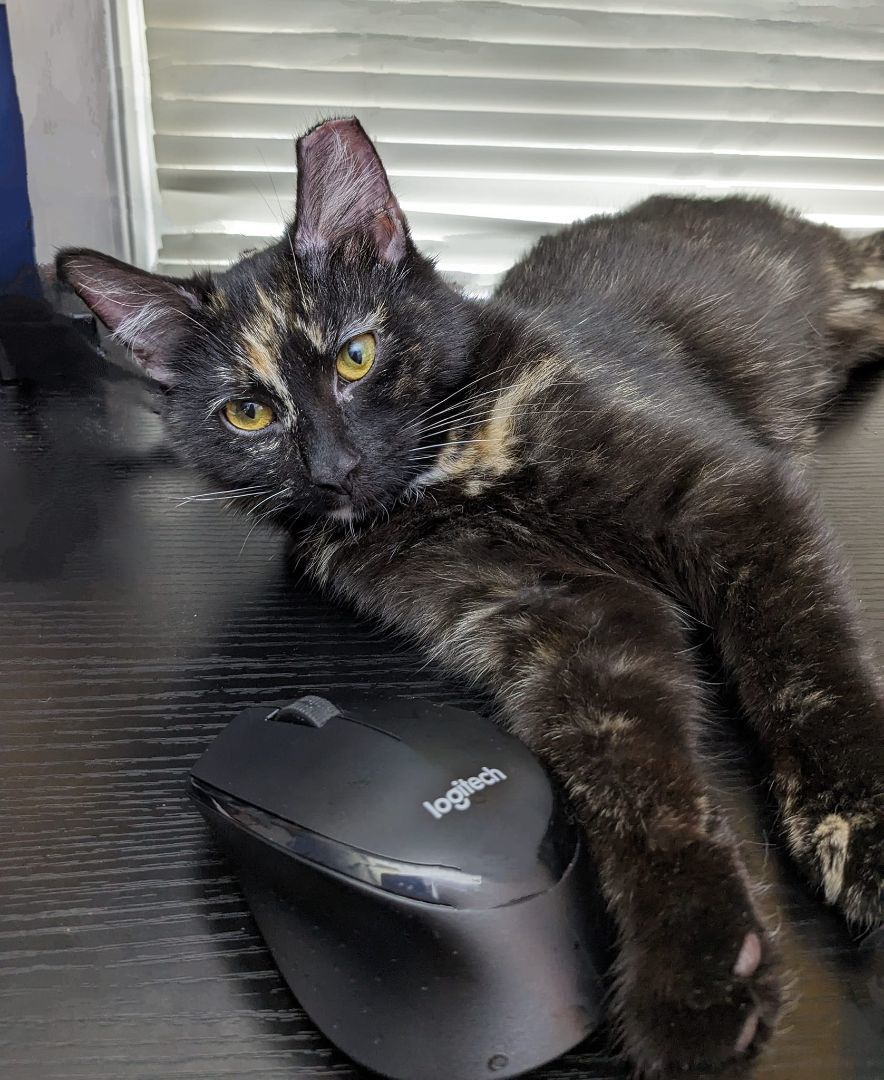 Penelope (Thomas Too Litter), an adoptable Domestic Short Hair in Baltimore, MD image 4/4