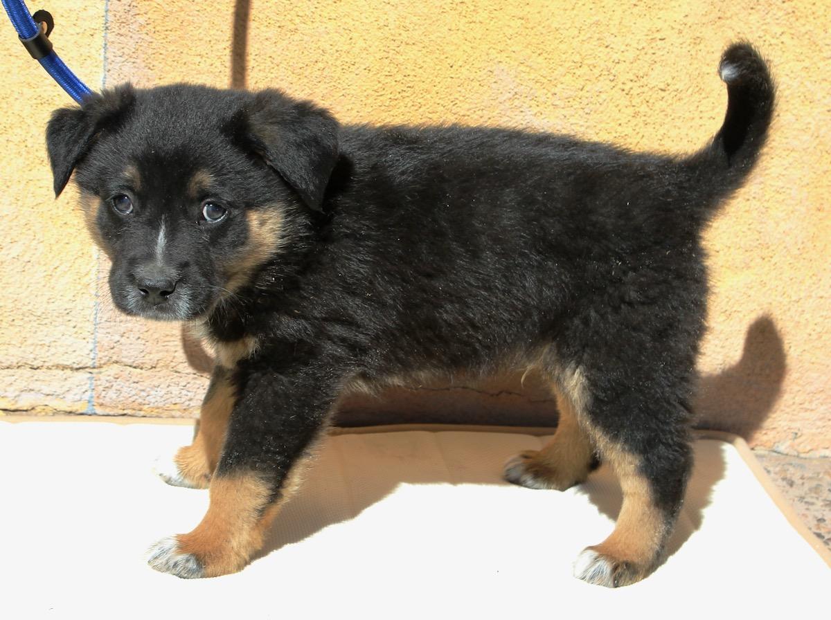 Rowdy, a ADOPTABLE mixed breed in Albuquerque, NM image 3/5