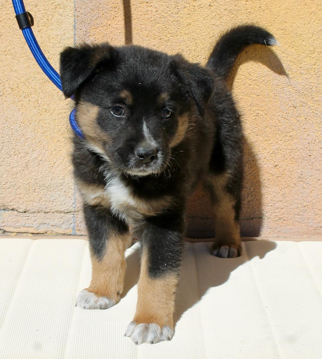 Rowdy, a ADOPTABLE mixed breed in Albuquerque, NM image 5/5
