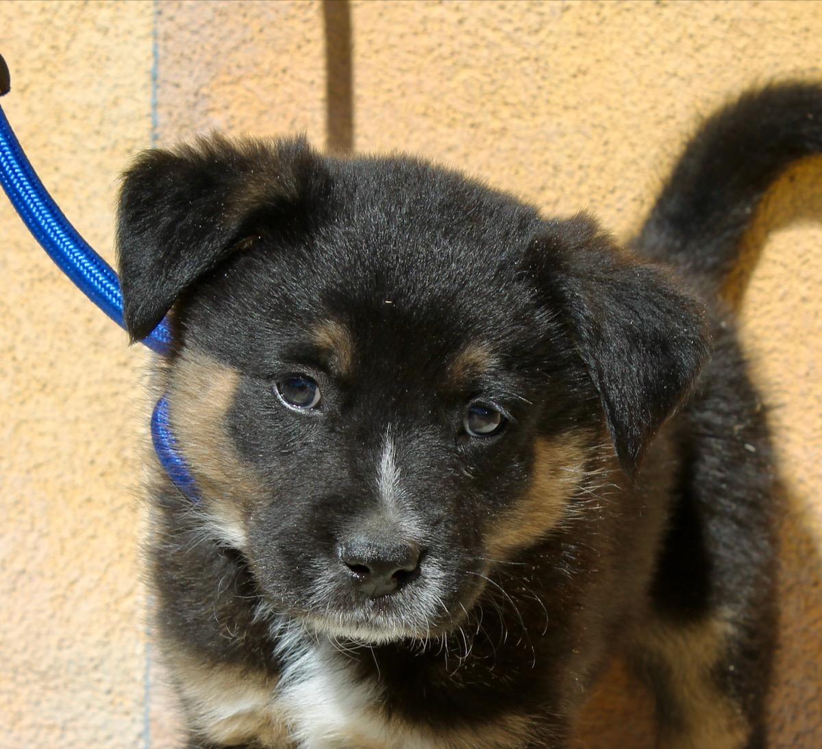 Rowdy, a ADOPTABLE mixed breed in Albuquerque, NM image 1/5