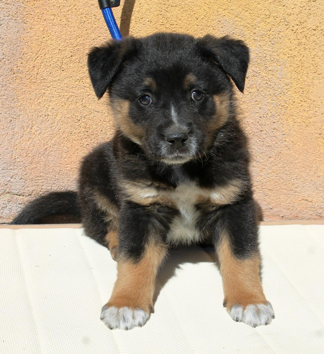 Rowdy, a ADOPTABLE mixed breed in Albuquerque, NM image 2/5