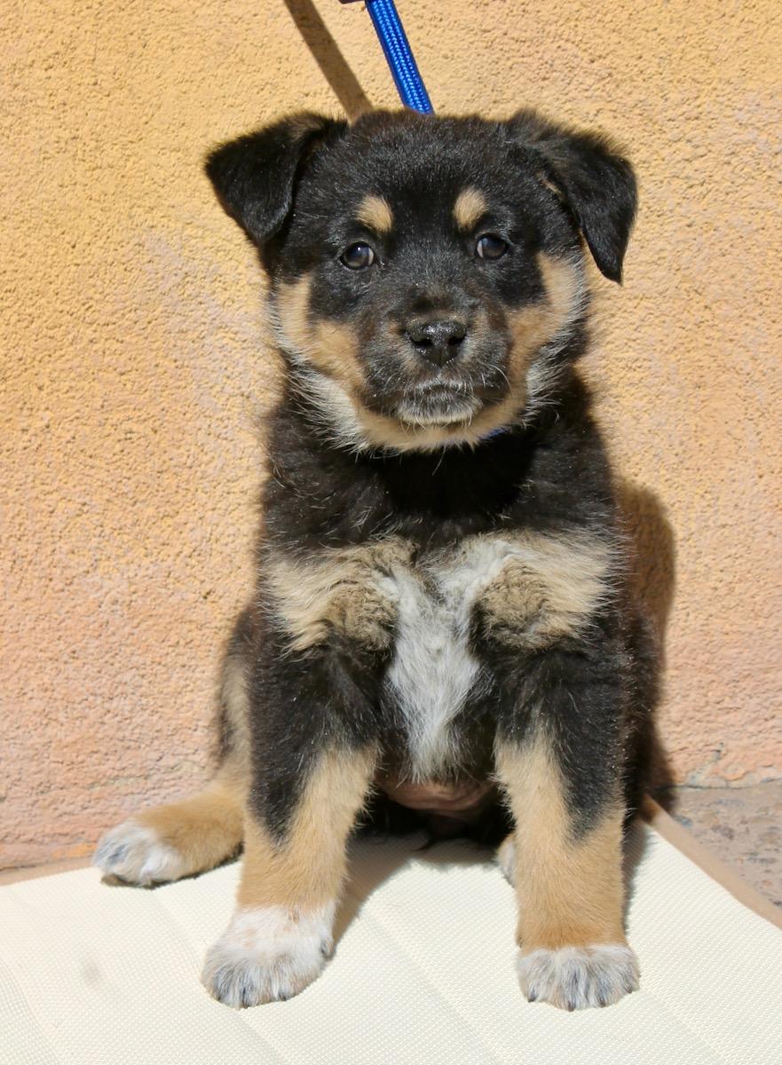 Rowdy, a ADOPTABLE mixed breed in Albuquerque, NM image 4/5