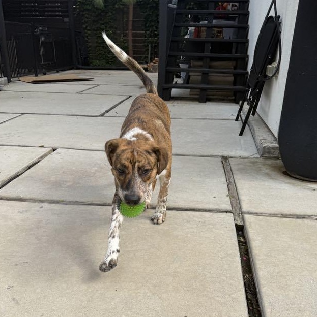Lil' Wayne, an adoptable Labrador Retriever, German Shorthaired Pointer in Bozeman, MT, 59715 | Photo Image 5