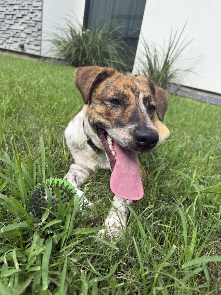 Lil' Wayne, an adoptable Labrador Retriever, German Shorthaired Pointer in Bozeman, MT, 59715 | Photo Image 3