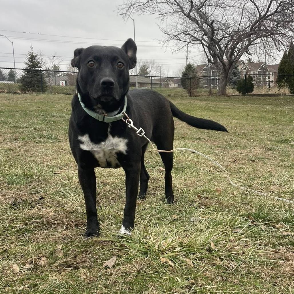 Harlow, Adoptable, Adult Female Mixed Breed.