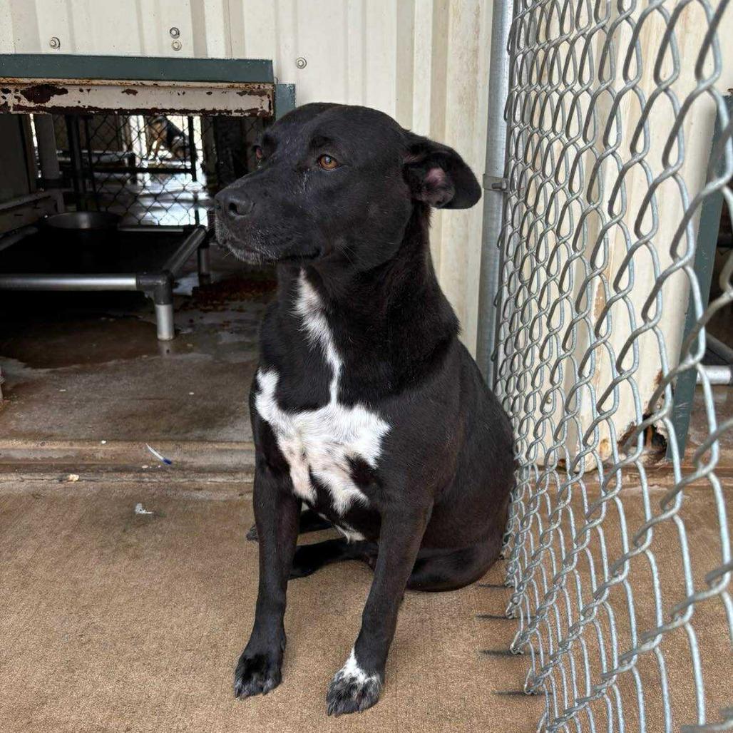 Enlarge Harlow, a Adoptable Mixed Breed in Boone, IA image 2/3
