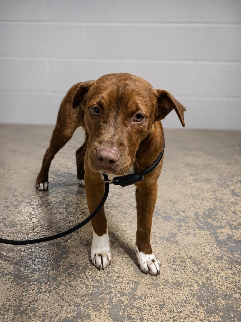 Enlarge Loki, a Adoptable mixed breed in Russellville, KY image 1/1
