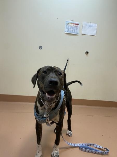 Enlarge Beau, a Adoptable mixed breed in Kennewick, WA image 1/5