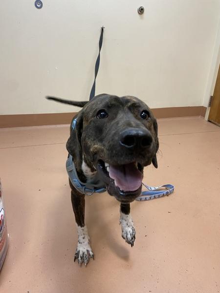 Enlarge Beau, a Adoptable mixed breed in Kennewick, WA image 1/5