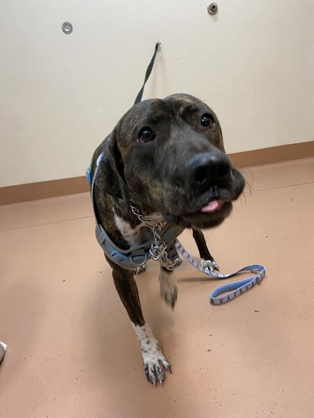 Enlarge Beau, a Adoptable mixed breed in Kennewick, WA image 2/5