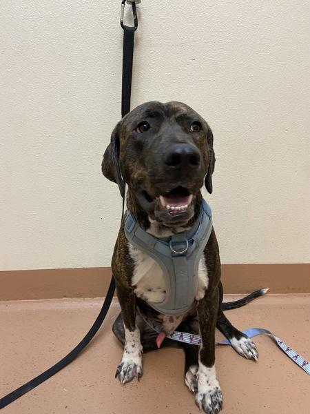 Enlarge Beau, a Adoptable mixed breed in Kennewick, WA image 3/5