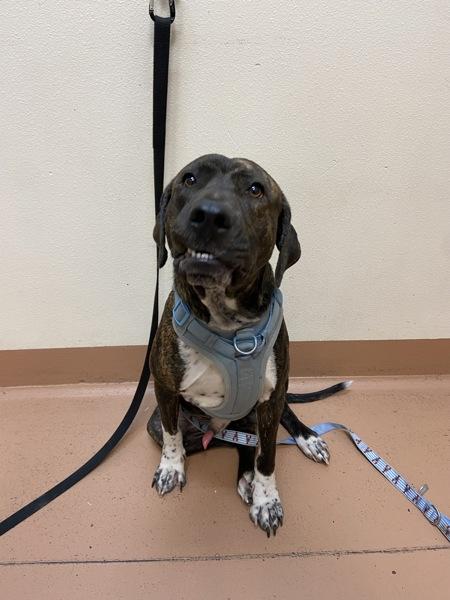 Enlarge Beau, a Adoptable mixed breed in Kennewick, WA image 5/5