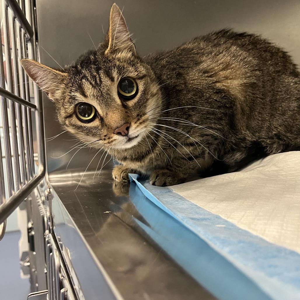 Tootsie, Adoptable, Adult Female Domestic Short Hair.