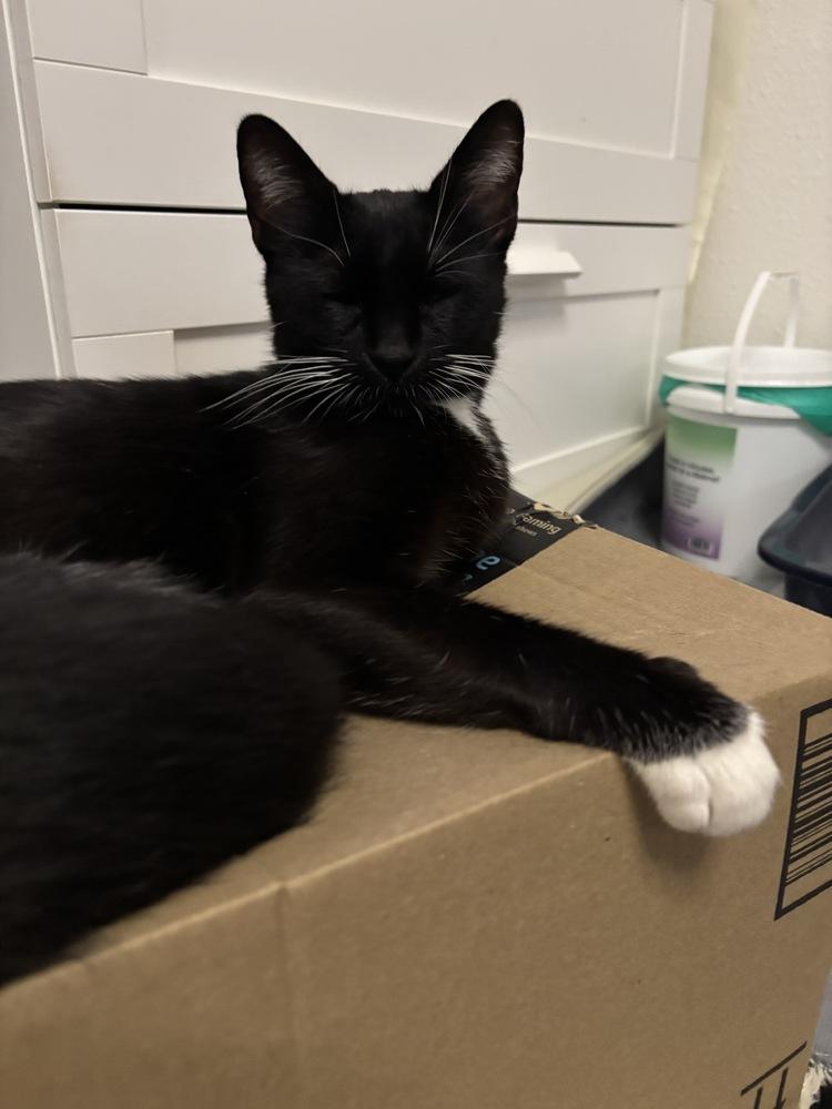 Solana, Adoptable, Adult Female Domestic Short Hair.