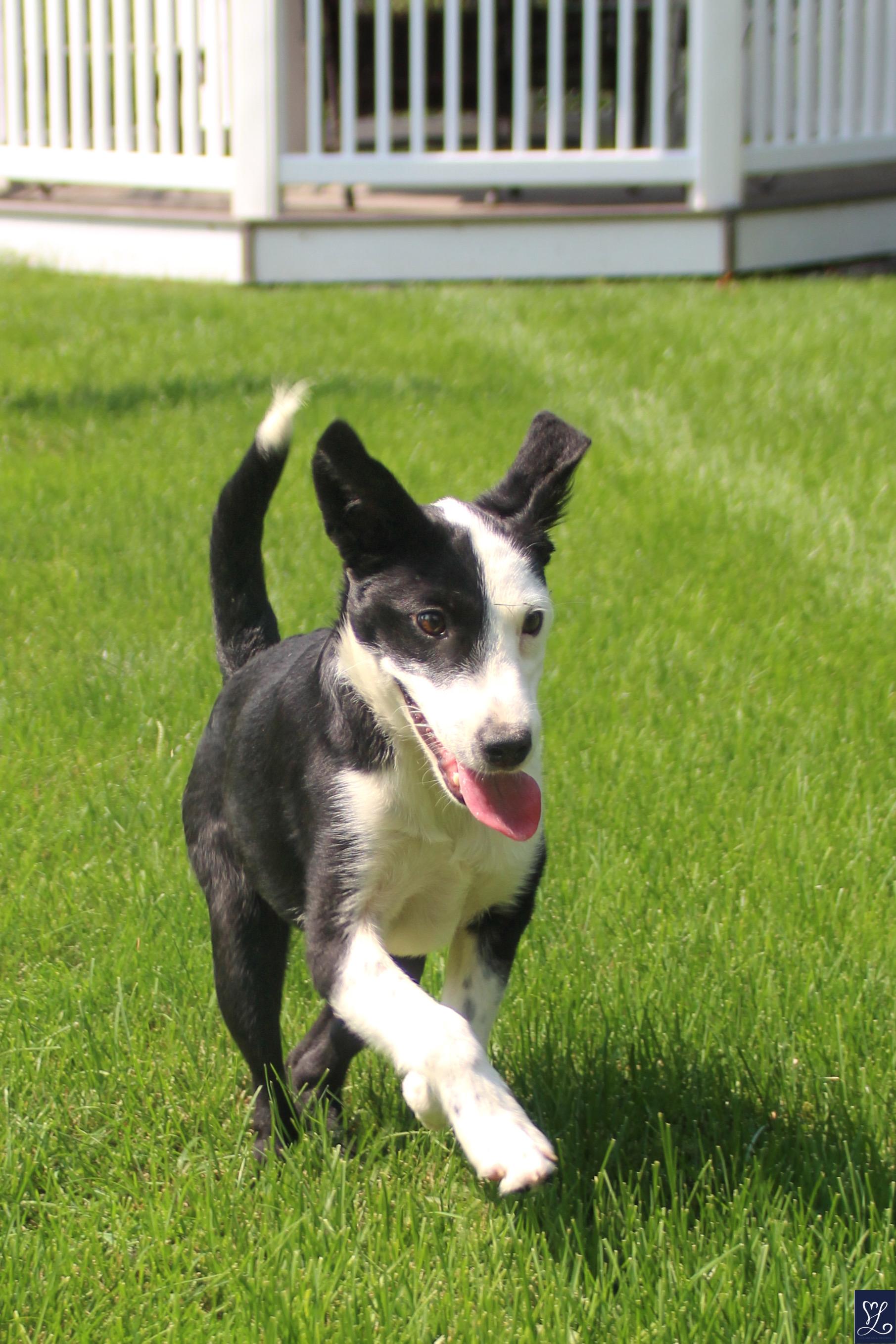 Izzy, an adopted mixed breed in Walworth, NY image 2/5