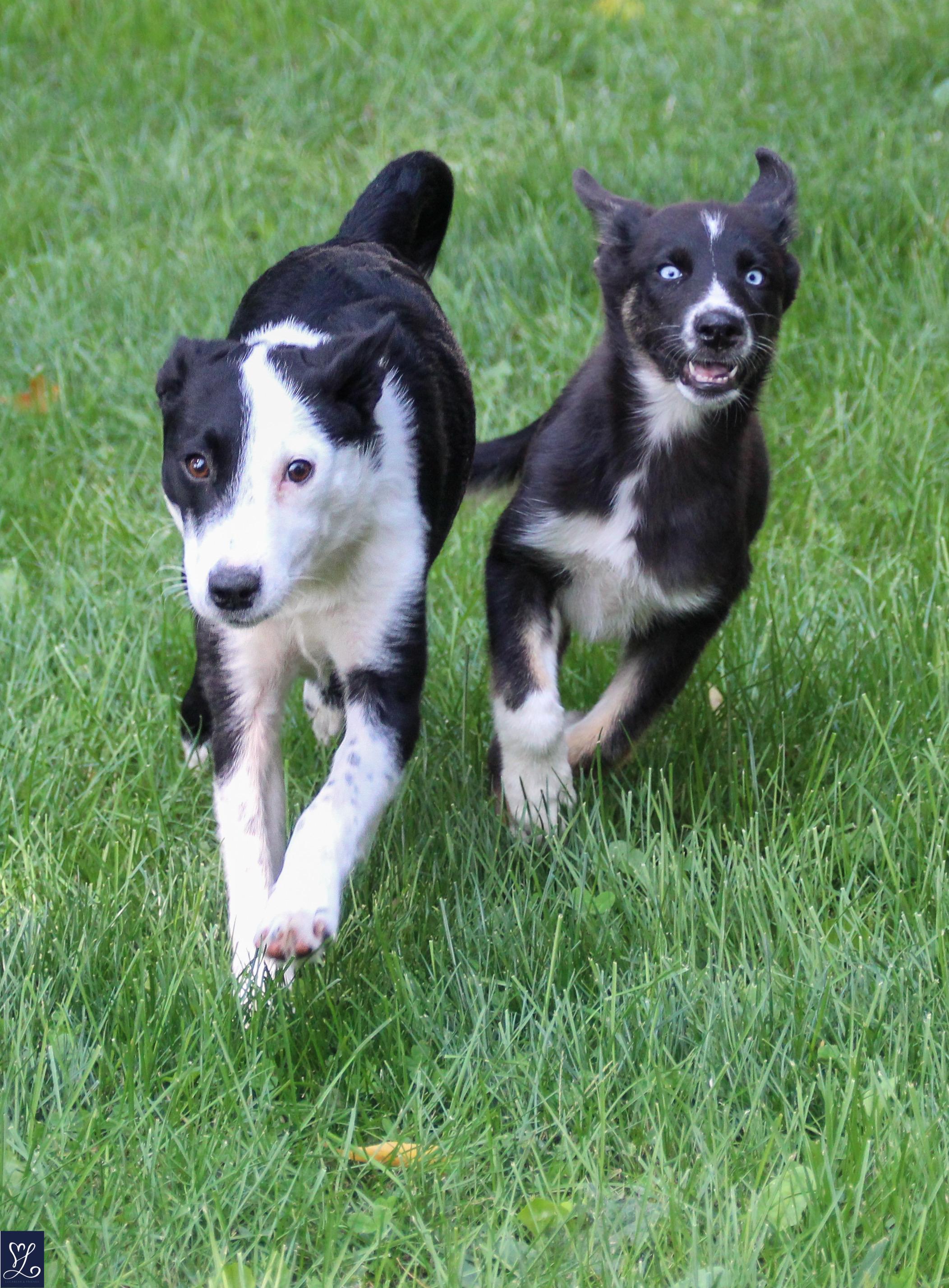 Izzy, an adopted mixed breed in Walworth, NY image 3/5
