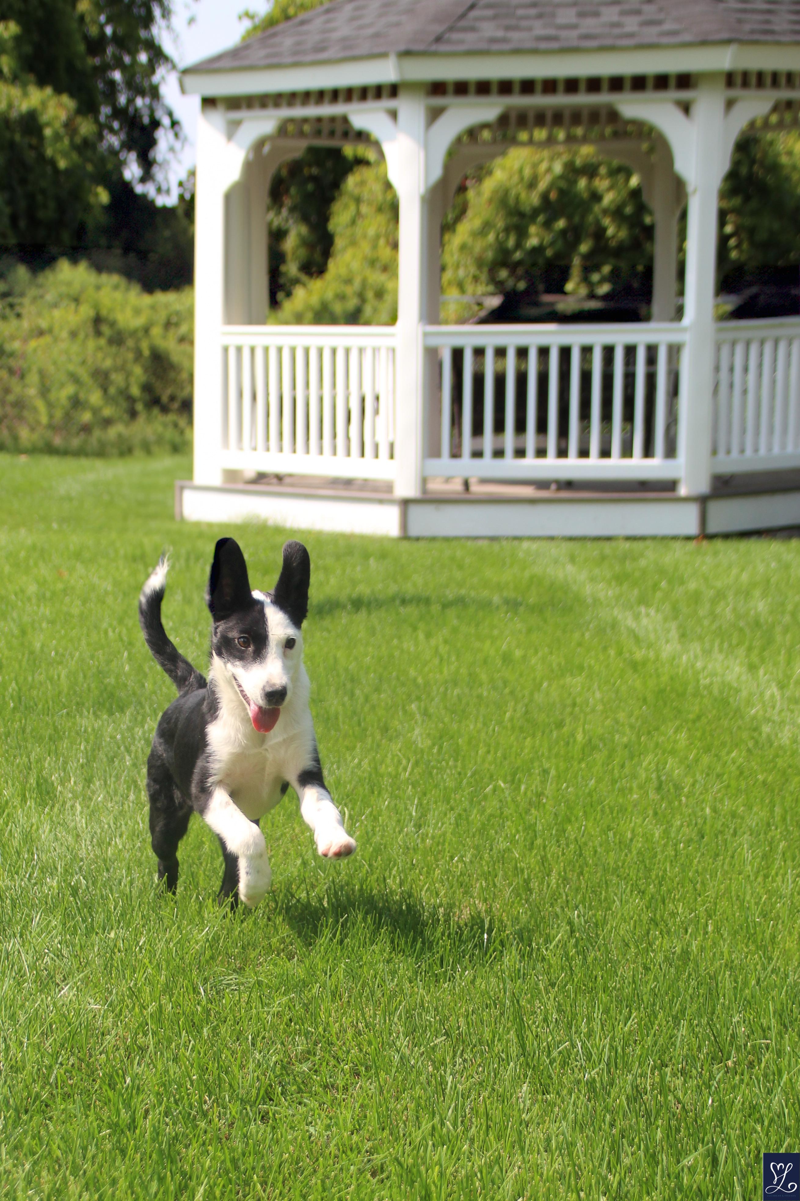 Izzy, an adopted mixed breed in Walworth, NY image 1/5