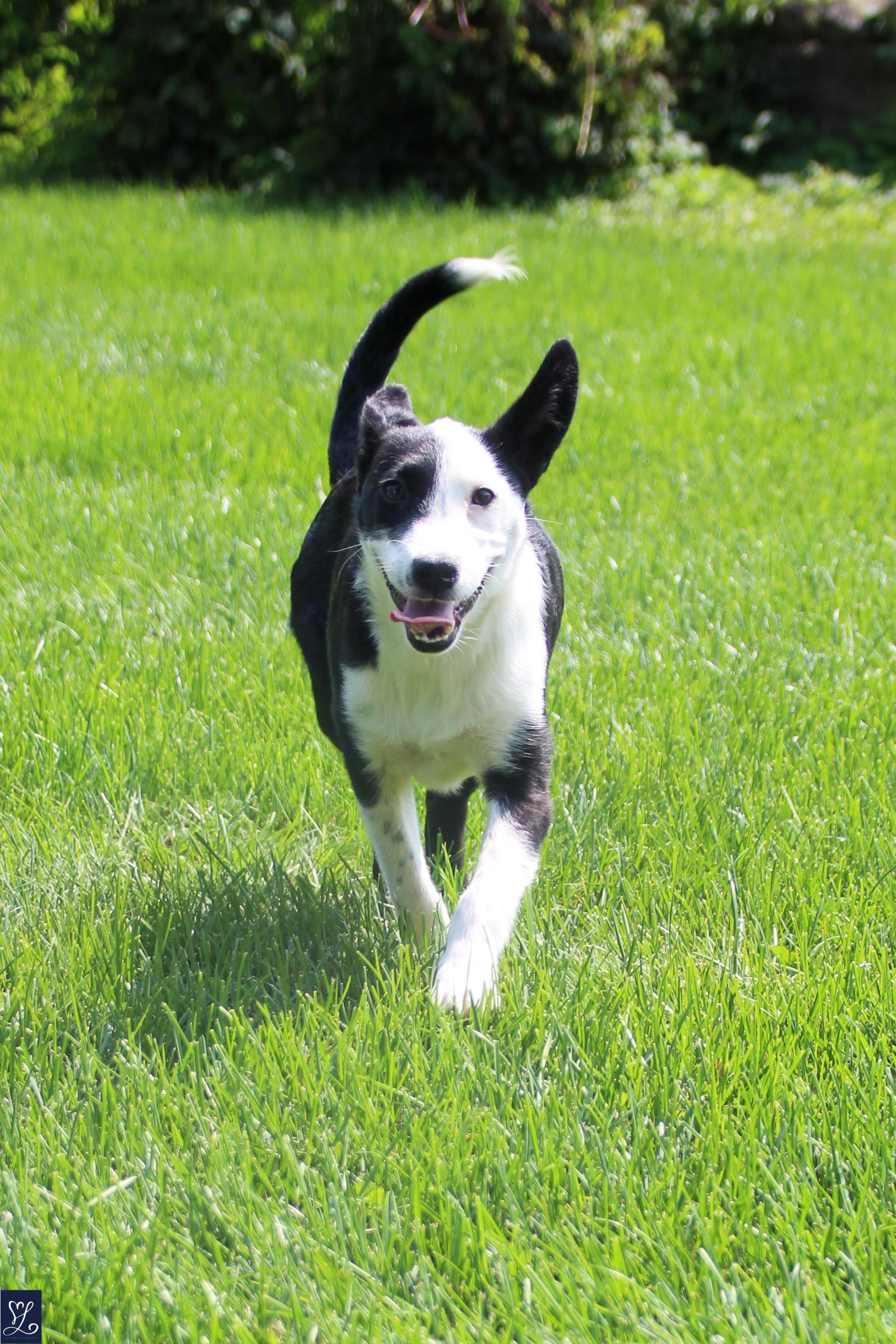 Izzy, an adopted mixed breed in Walworth, NY image 4/5