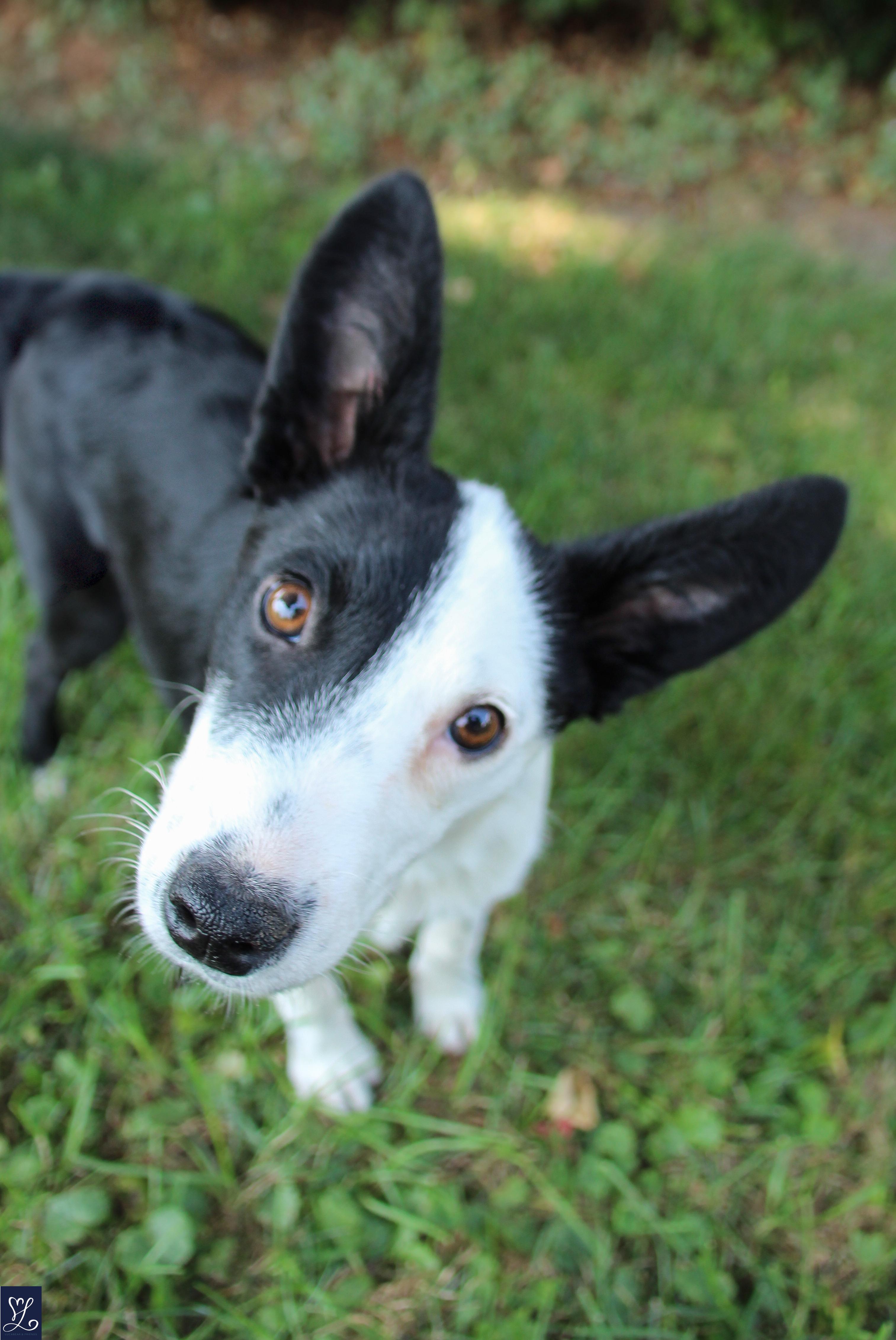 Izzy, an adopted mixed breed in Walworth, NY image 5/5