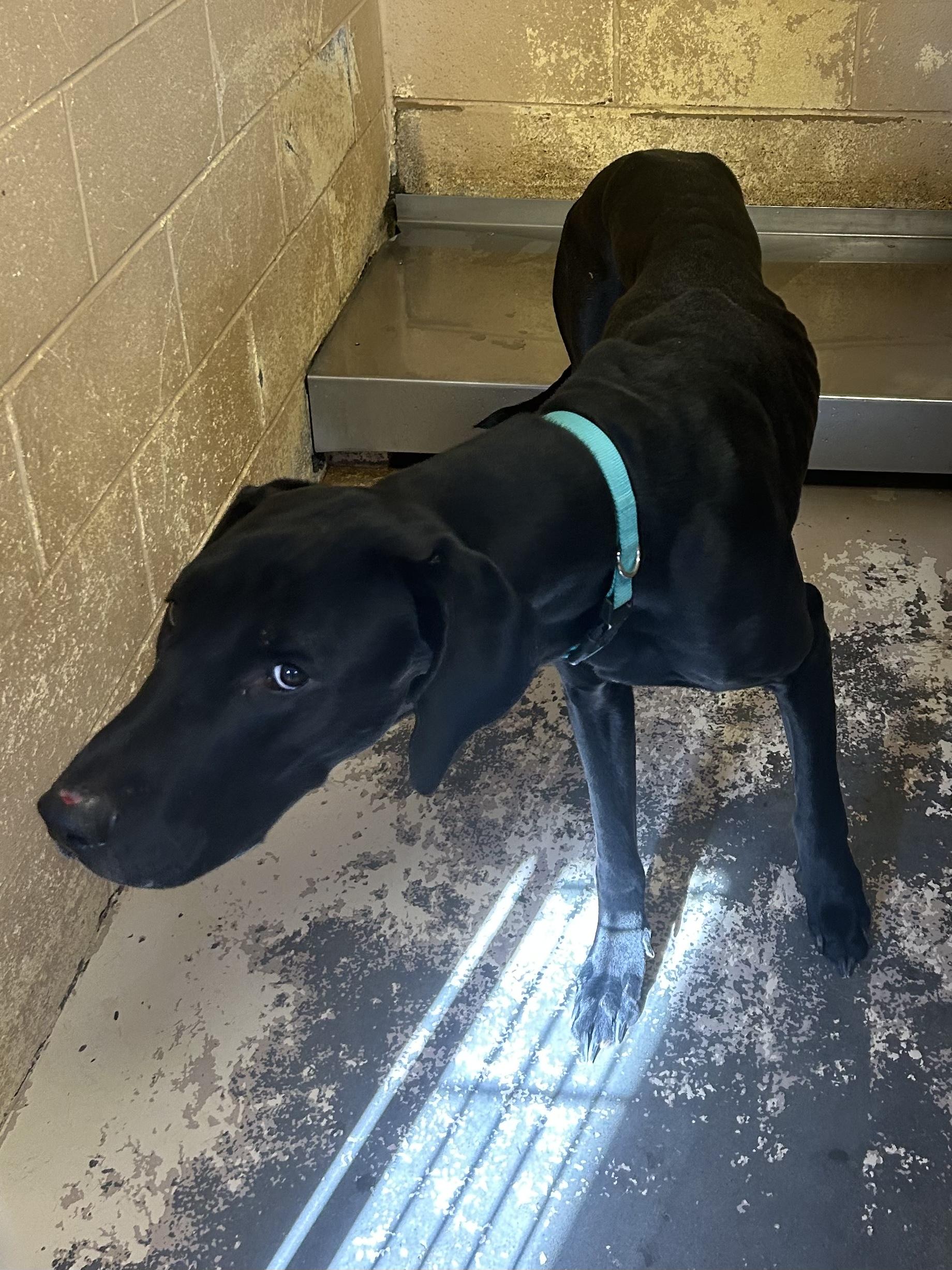 Quinn, Adoptable, Young Male Great Dane.