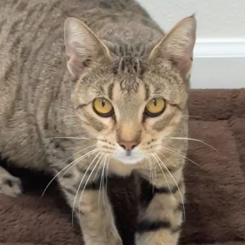 Enlarge Princess, a Adoptable Domestic Short Hair in Bentonville, AR image 1/5