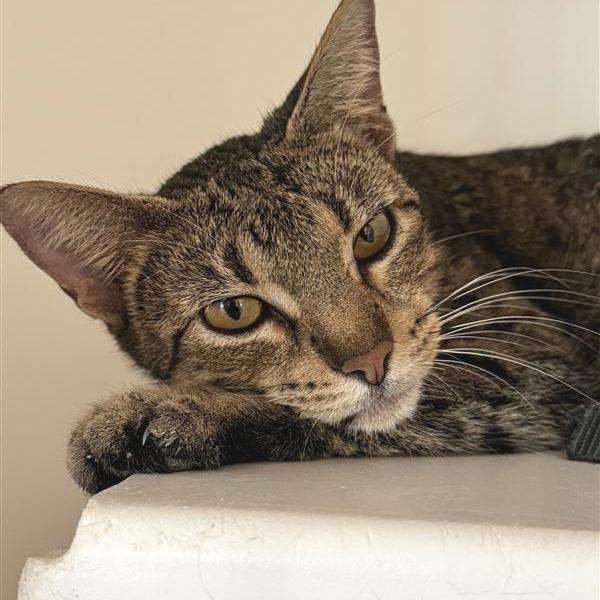 Enlarge Princess, a Adoptable Domestic Short Hair in Bentonville, AR image 2/5