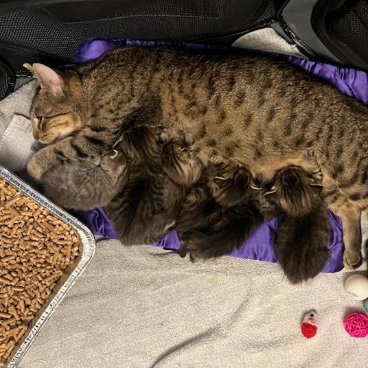 Enlarge Princess, a Adoptable Domestic Short Hair in Bentonville, AR image 3/5