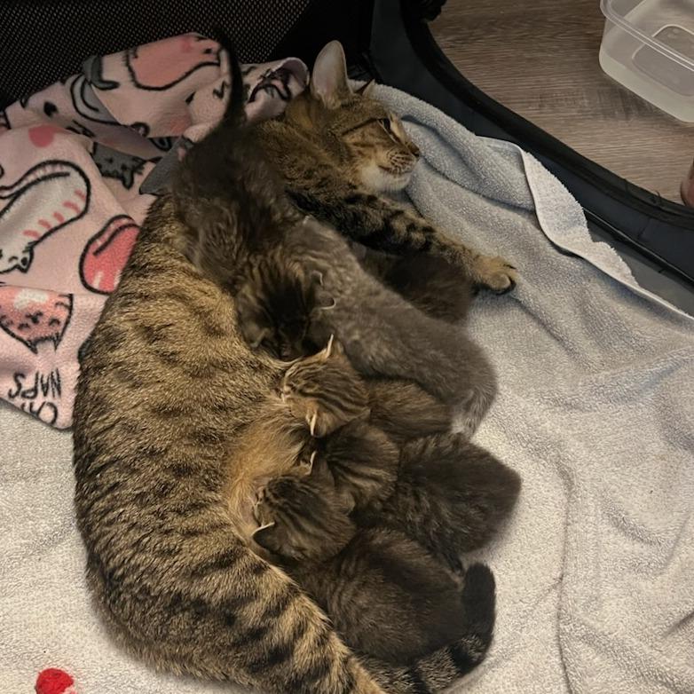 Enlarge Princess, a Adoptable Domestic Short Hair in Bentonville, AR image 4/5