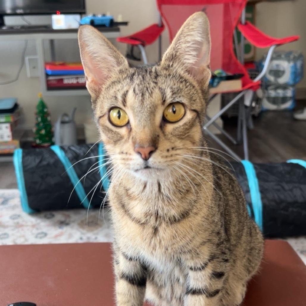 Enlarge Princess, a Adoptable Domestic Short Hair in Bentonville, AR image 5/5