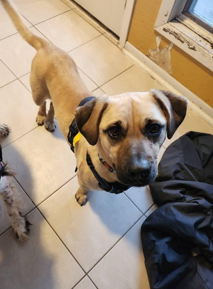 Enlarge Rex, an adoptable mixed breed in Sawyer, ND image 3/6