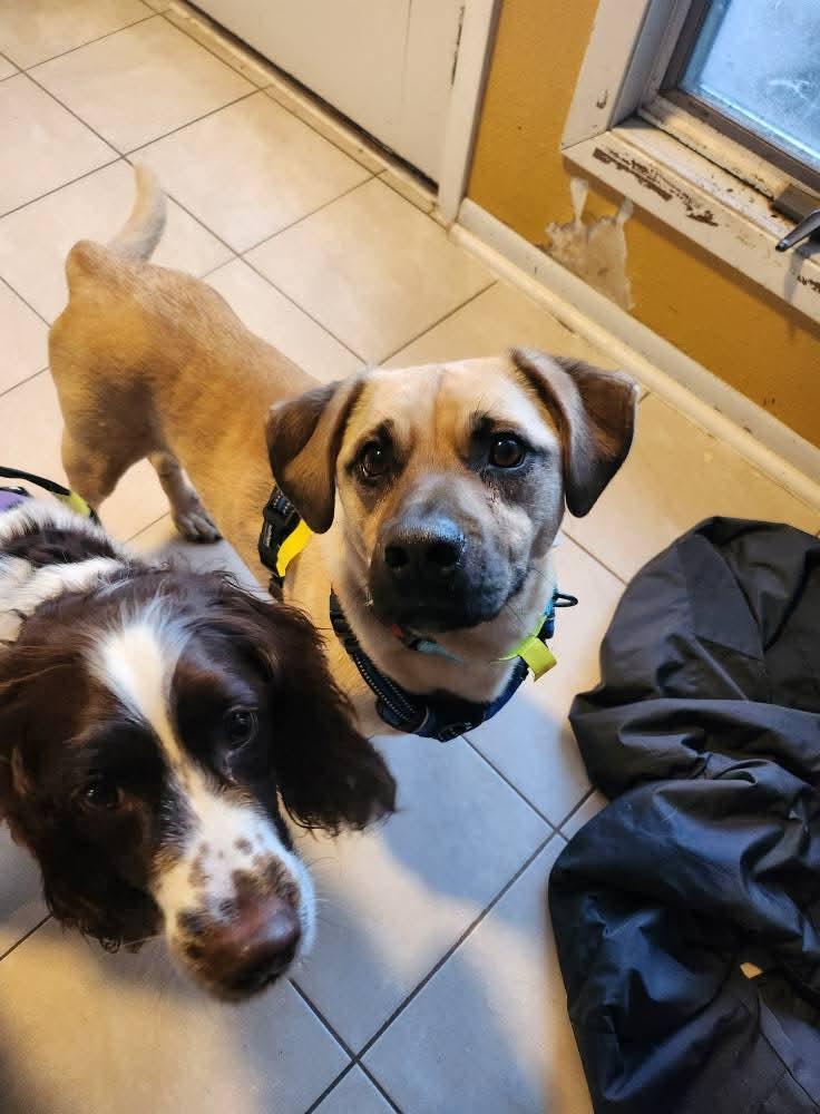 Enlarge Rex, an adoptable mixed breed in Sawyer, ND image 4/6