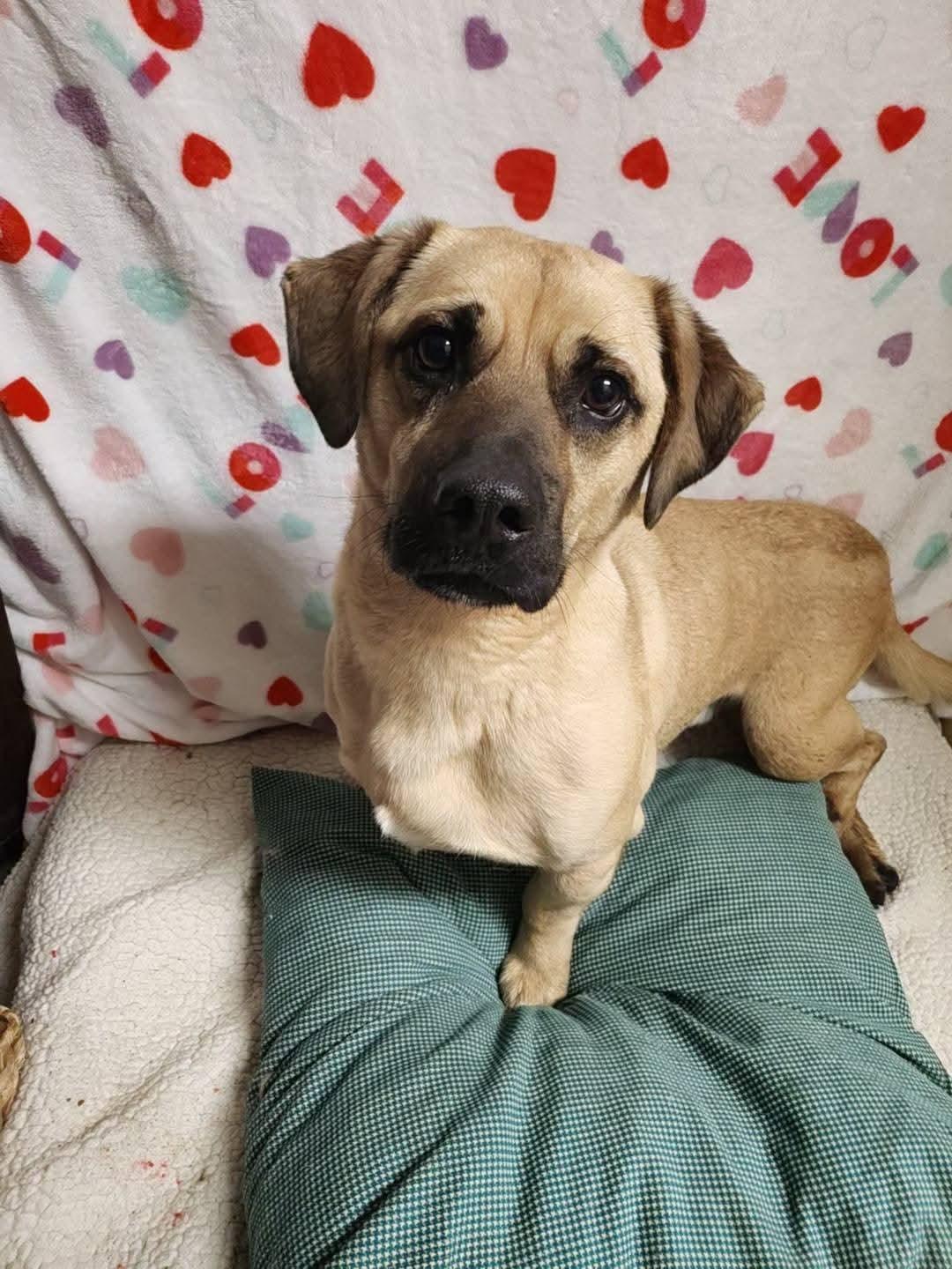 Enlarge Rex, an adoptable mixed breed in Sawyer, ND image 2/6