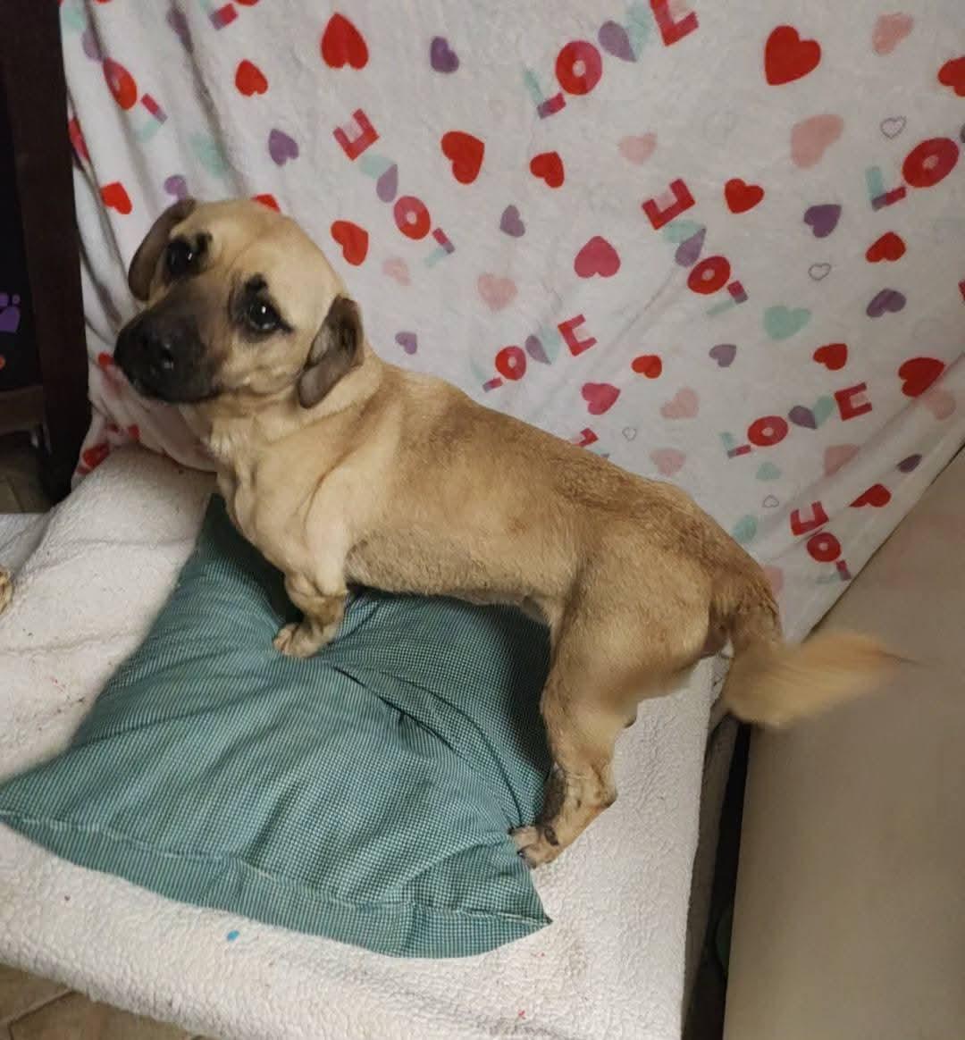 Enlarge Rex, an adoptable mixed breed in Sawyer, ND image 5/6