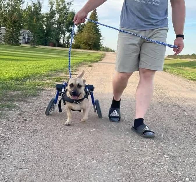 Enlarge Rex, an adoptable mixed breed in Sawyer, ND image 6/6