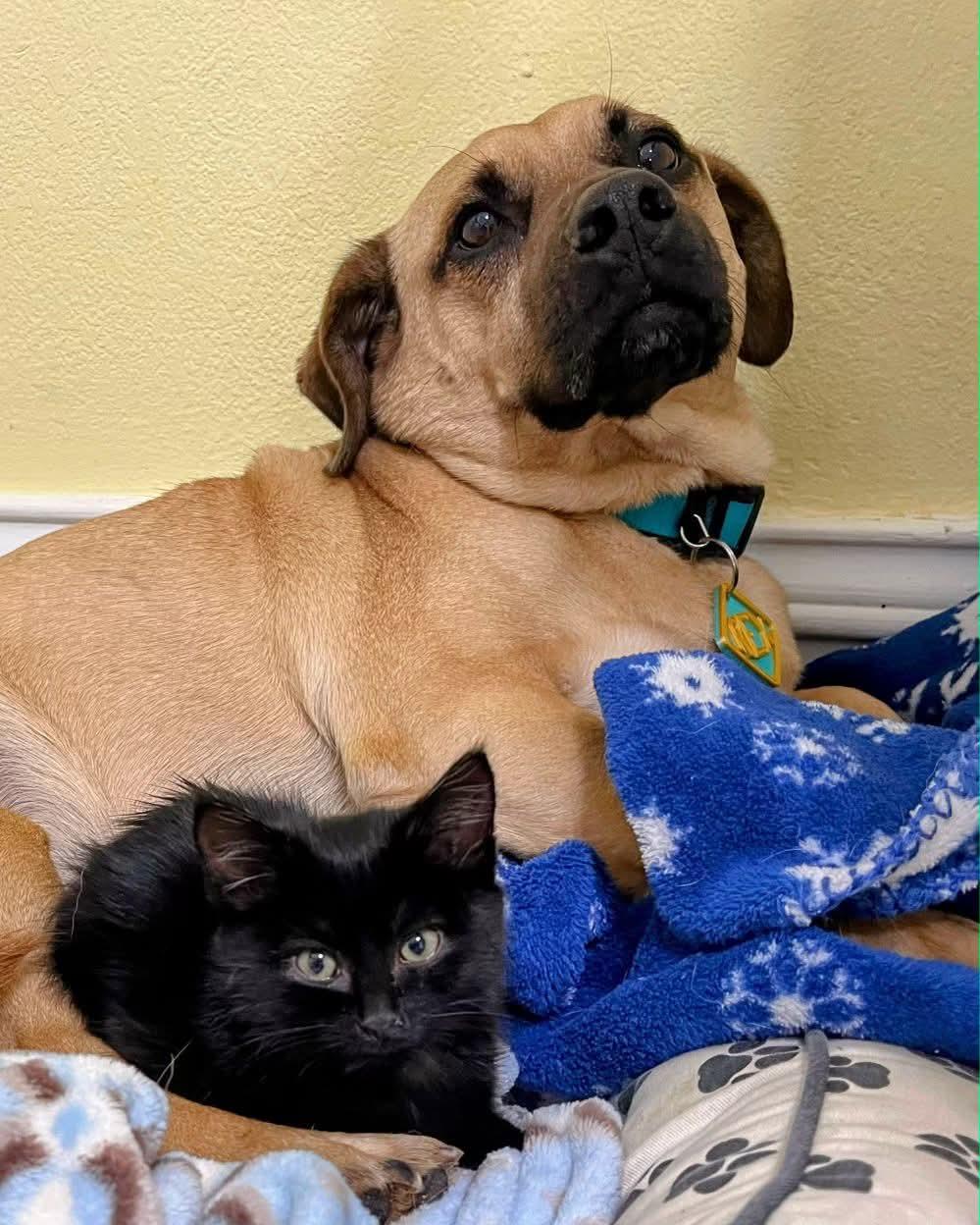 Rex, an adoptable Corgi, Beagle in Sawyer, ND, 58781 | Photo Image 1