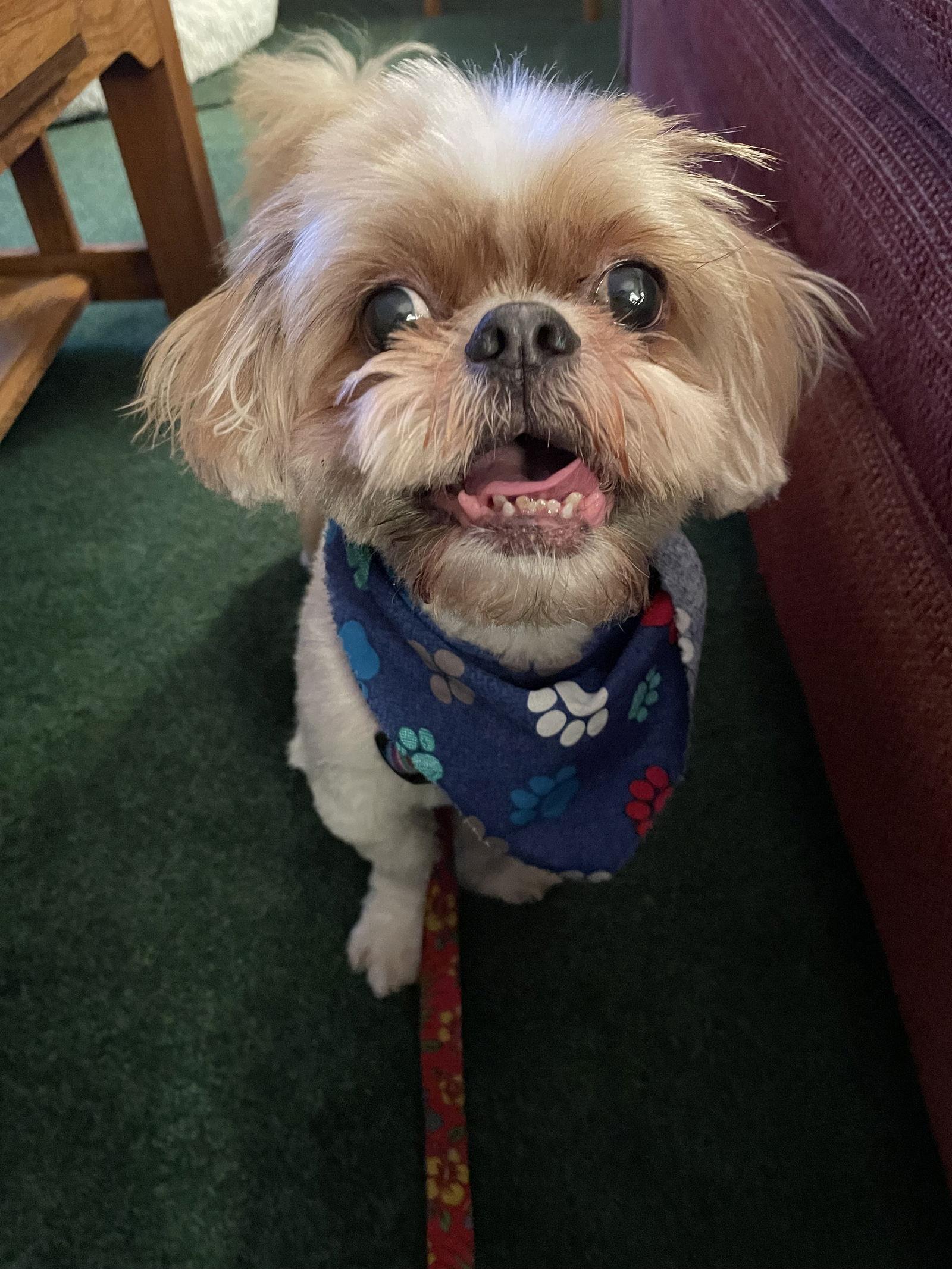 Enlarge Hatchi, a Adoptable Shih Tzu in Doylestown, PA image 1/3