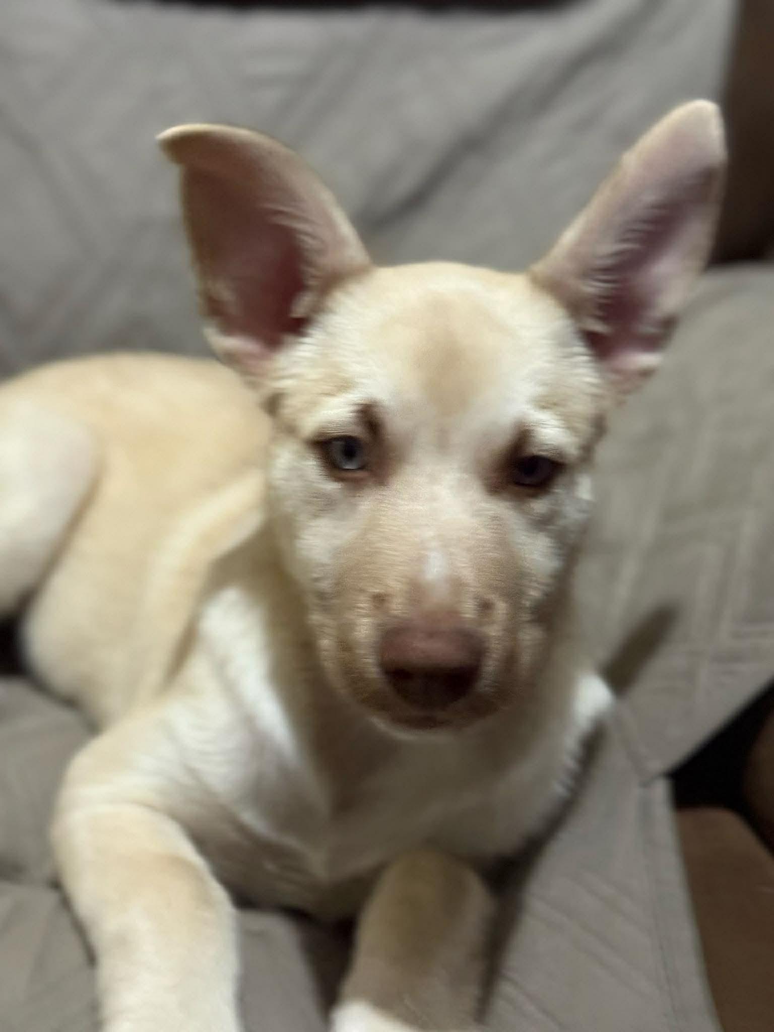 Bear, a ADOPTABLE mixed breed in Bronson, TX image 2/4