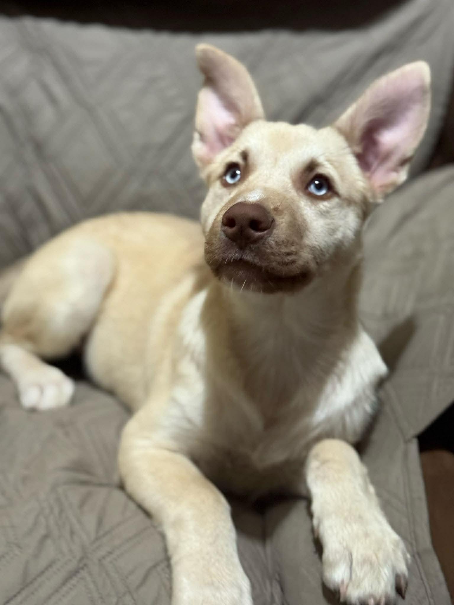Bear, a ADOPTABLE mixed breed in Bronson, TX image 3/4