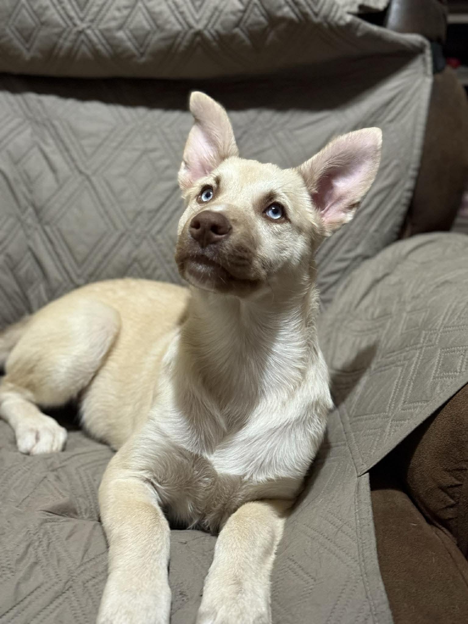 Bear, ADOPTABLE, Young Male Husky & German Shepherd Dog.