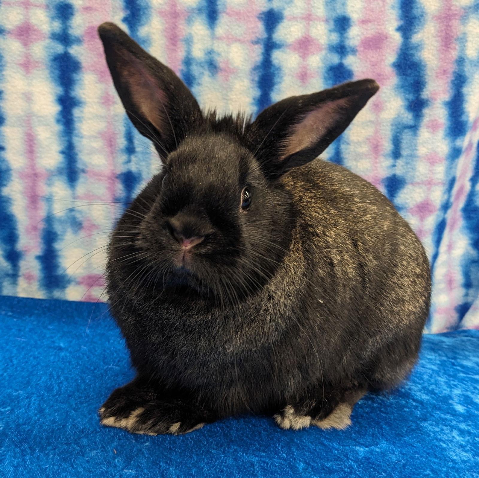 Enlarge Edgar, a Adoptable mixed breed in Antioch, CA image 1/2