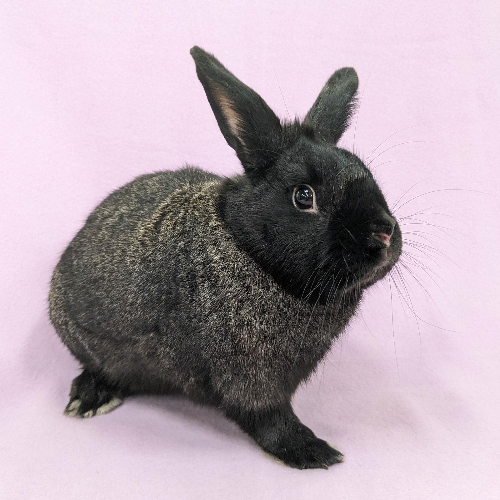 Enlarge Edgar, a Adoptable mixed breed in Antioch, CA image 2/2