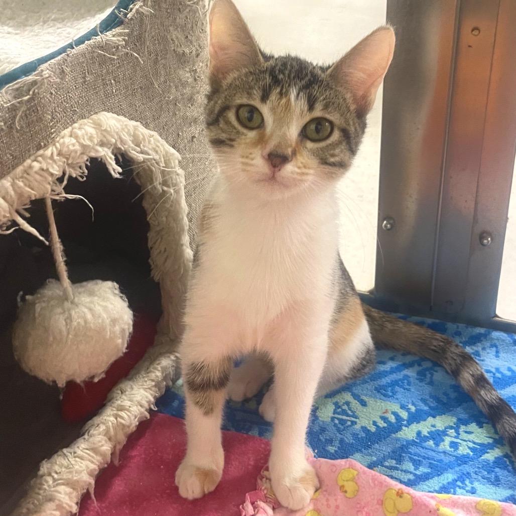 Dakota, Adoptable, Kitten Female Domestic Short Hair.