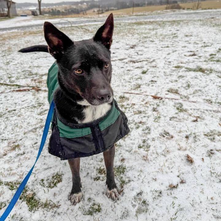 Enlarge BamBam, a Adoptable Mixed Breed in Jefferson city, TN image 1/6